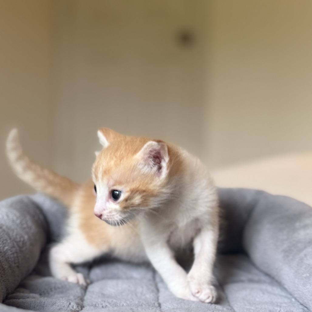 Enlarge Poppy, a Adoptable Domestic Short Hair in Missouri City, TX image 2/2