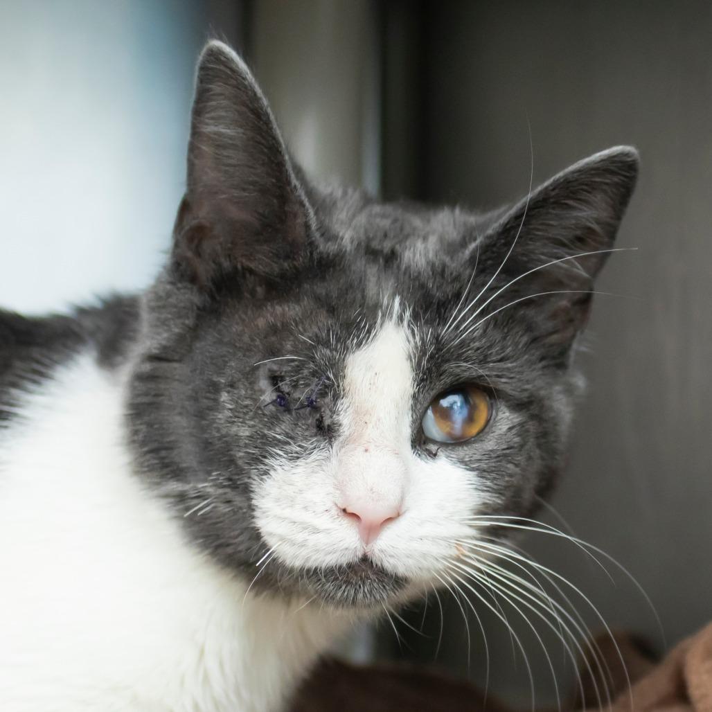 Enlarge Fetti, a Adoptable Domestic Short Hair in Middletown, RI image 1/1