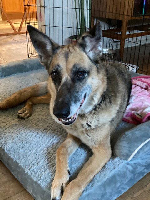 Duchess, Adoptable, Adult Female German Shepherd Dog.