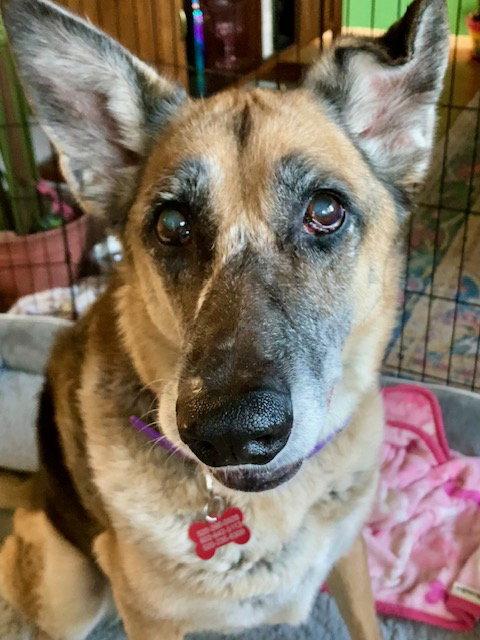 Enlarge Duchess, a Adoptable German Shepherd Dog in Tucson, AZ image 2/3