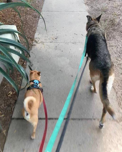 Enlarge Duchess, a Adoptable German Shepherd Dog in Tucson, AZ image 3/3