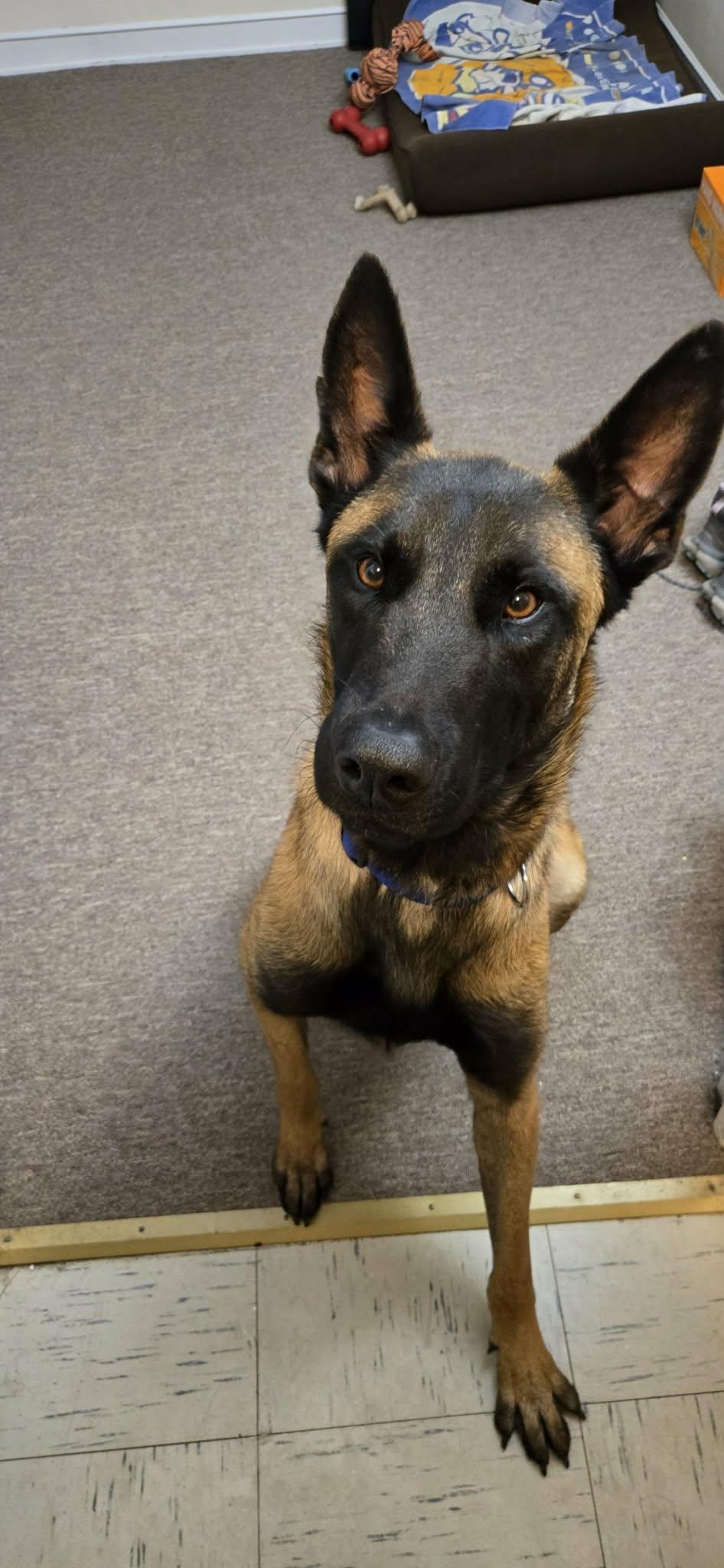 Buddy, Adoptable, Young Male Shepherd.