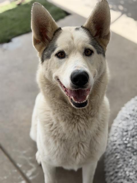 Enlarge DIAMOND, a Adoptable mixed breed in Chula Vista, CA image 1/1