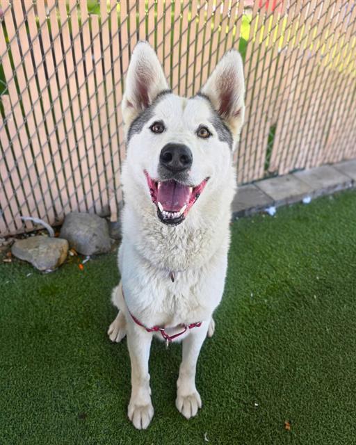 DIAMOND, Adoptable, Adult Female Siberian Husky & Mixed Breed.