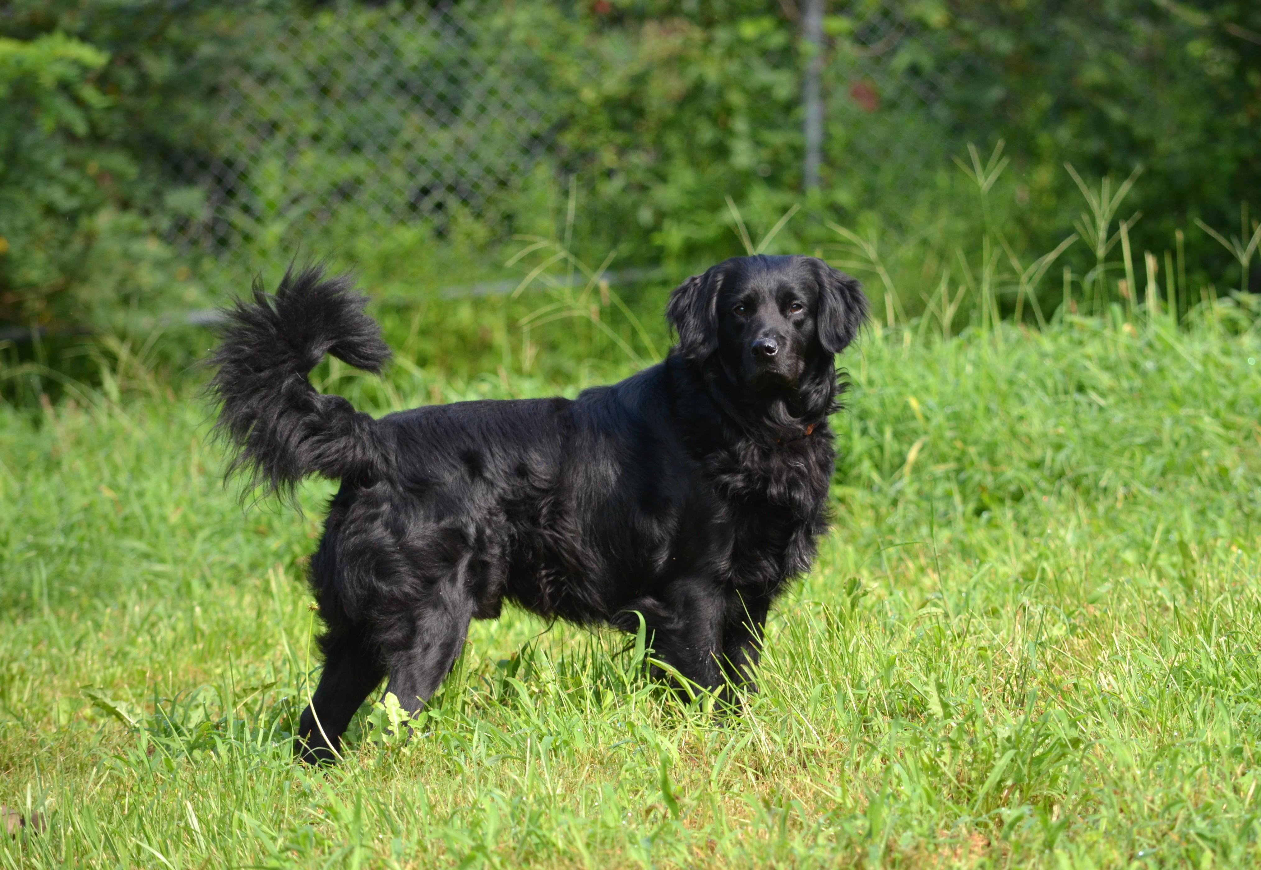 Enlarge Cooper, a ADOPTABLE mixed breed in Amissville, VA image 3/4