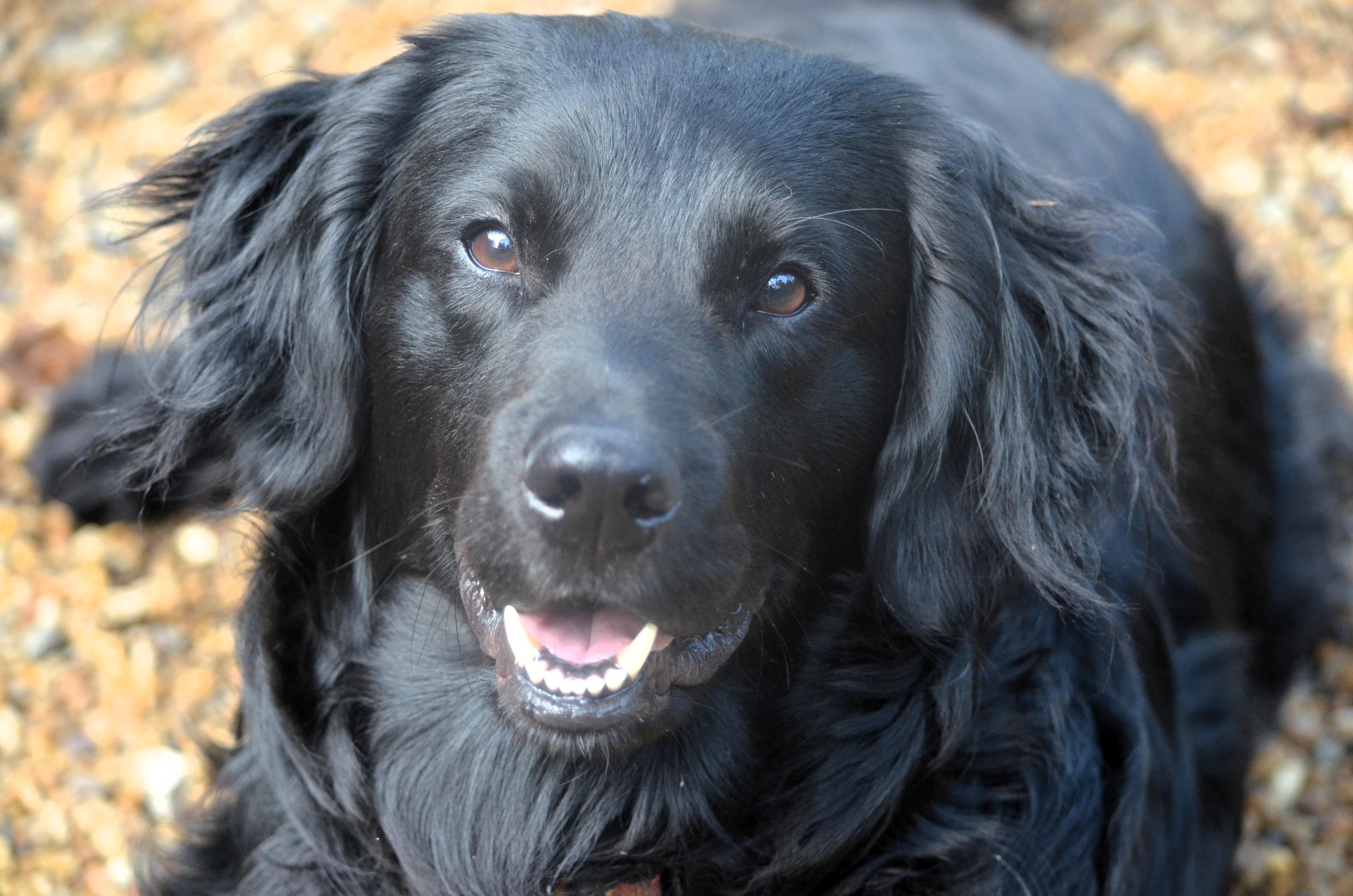 Cooper, ADOPTABLE, Adult Male Retriever & Australian Shepherd.