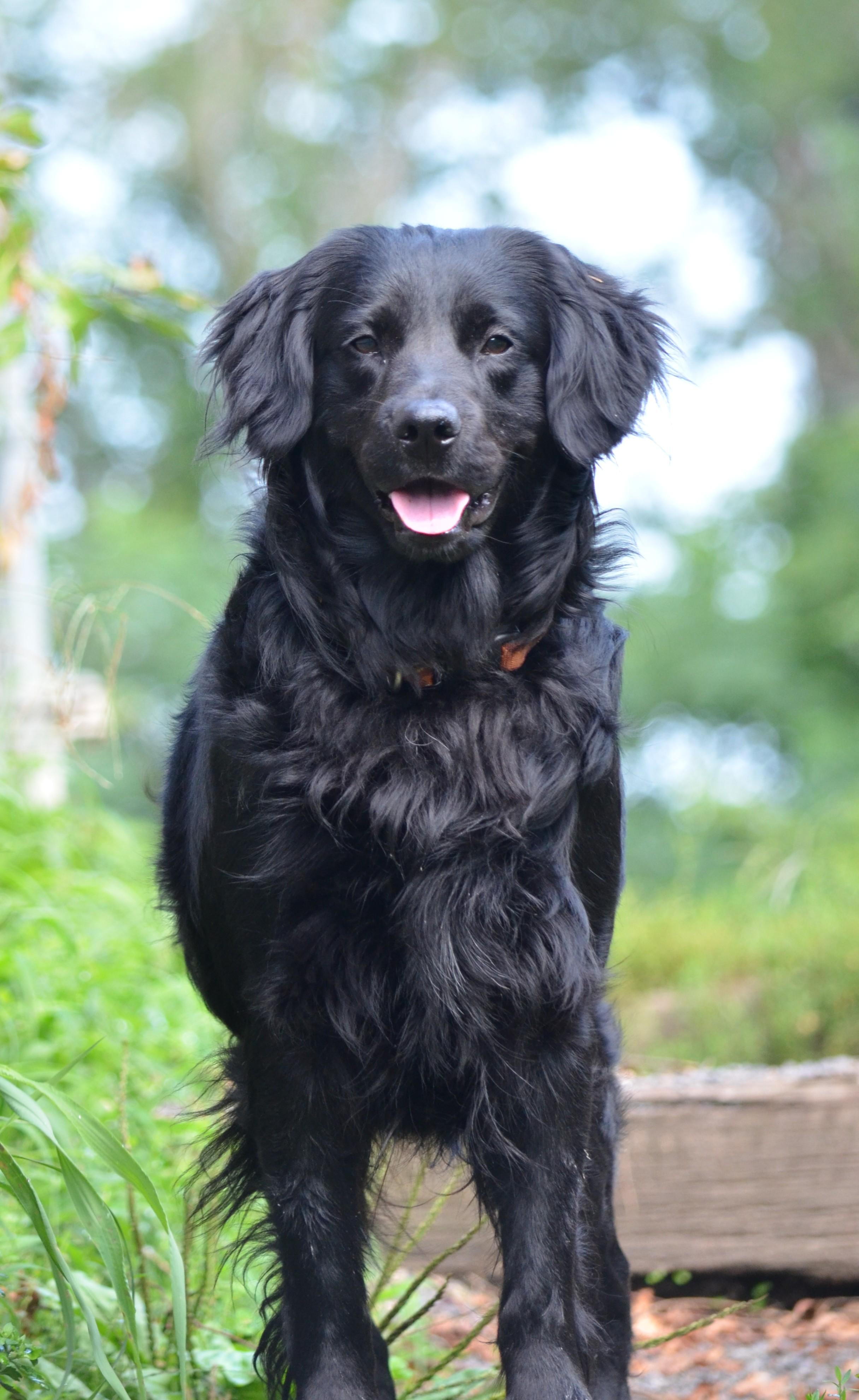 Enlarge Cooper, a ADOPTABLE mixed breed in Amissville, VA image 2/4