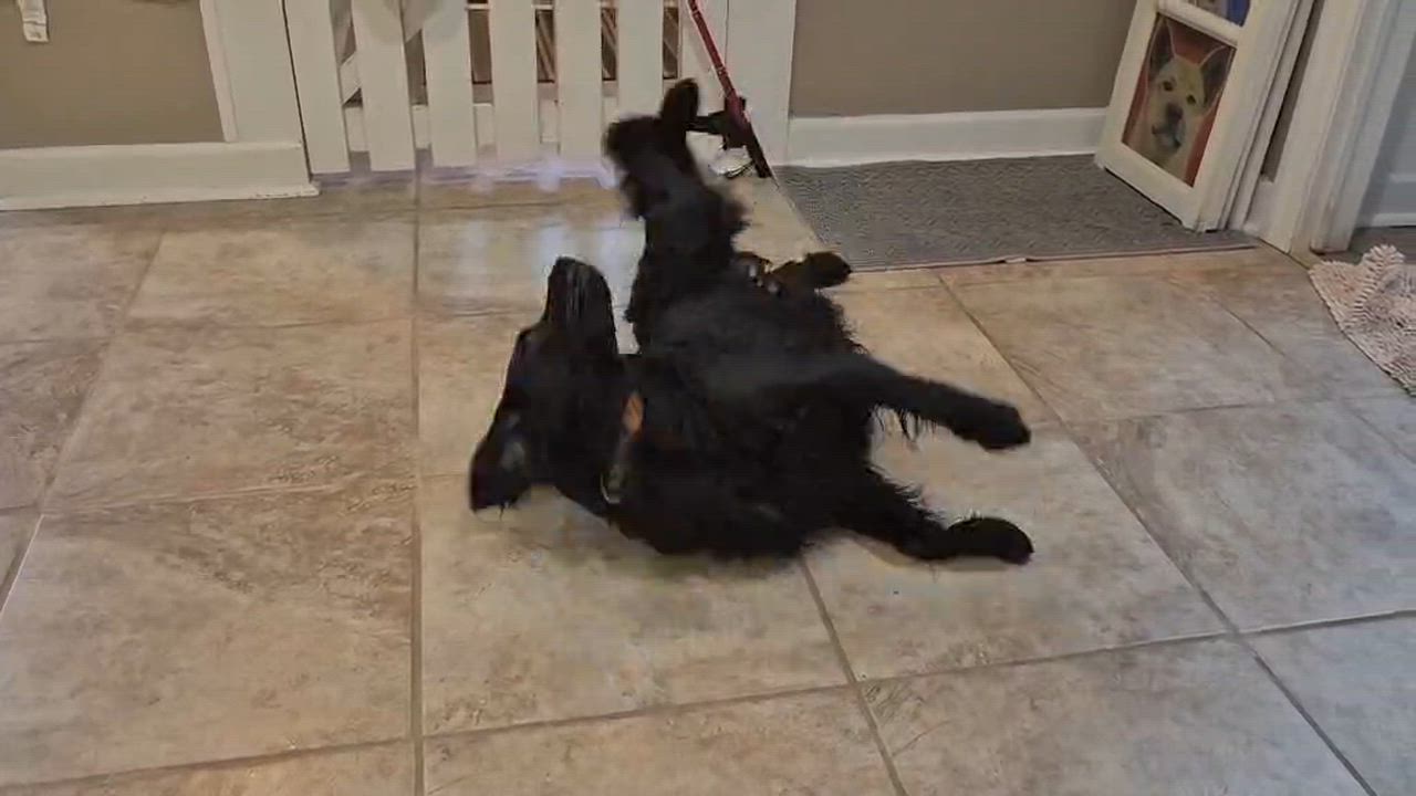 Enlarge Cooper, a ADOPTABLE mixed breed in Amissville, VA video 4/4