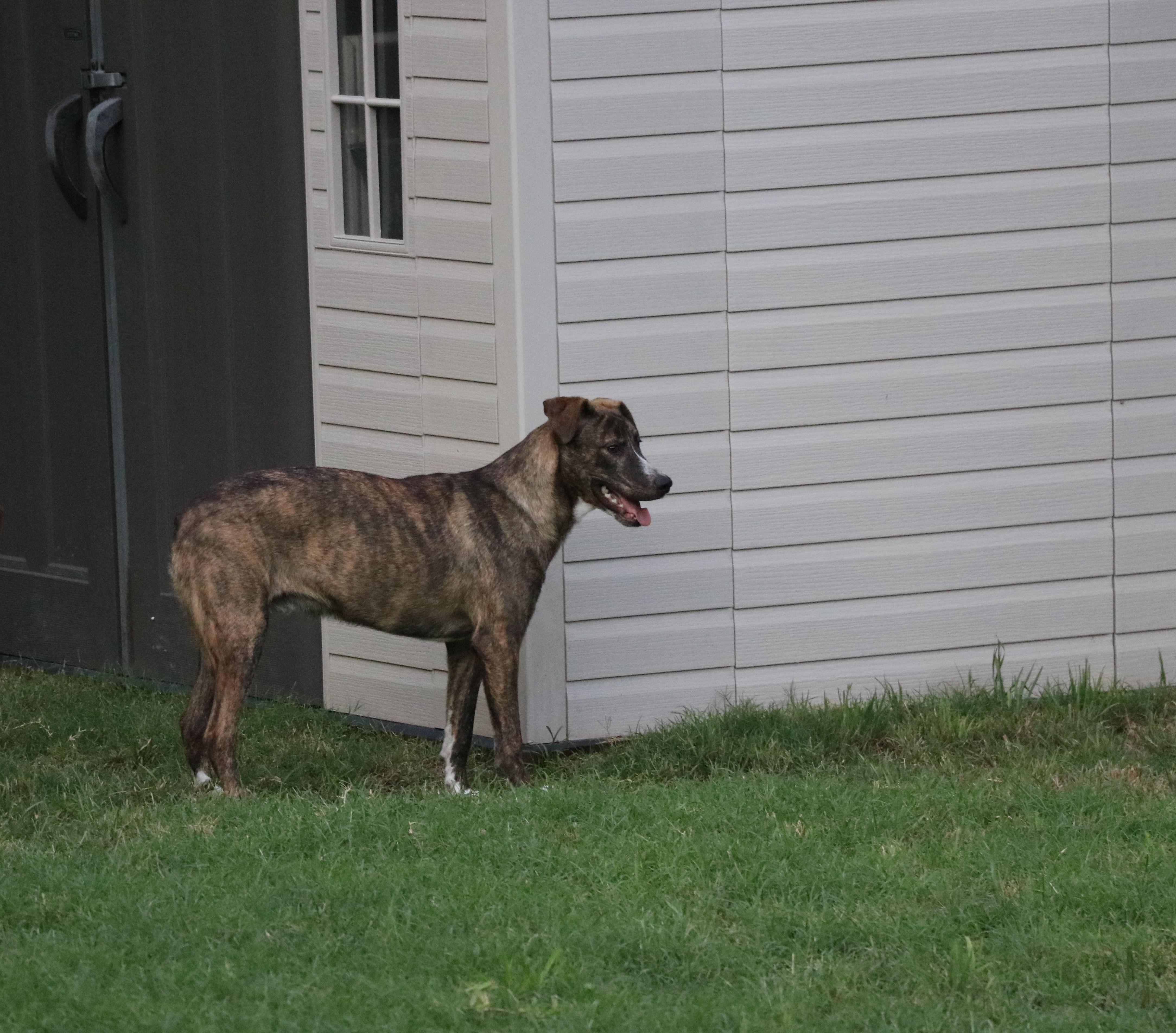Enlarge Comet, a Adoptable mixed breed in Pflugerville, TX image 3/6