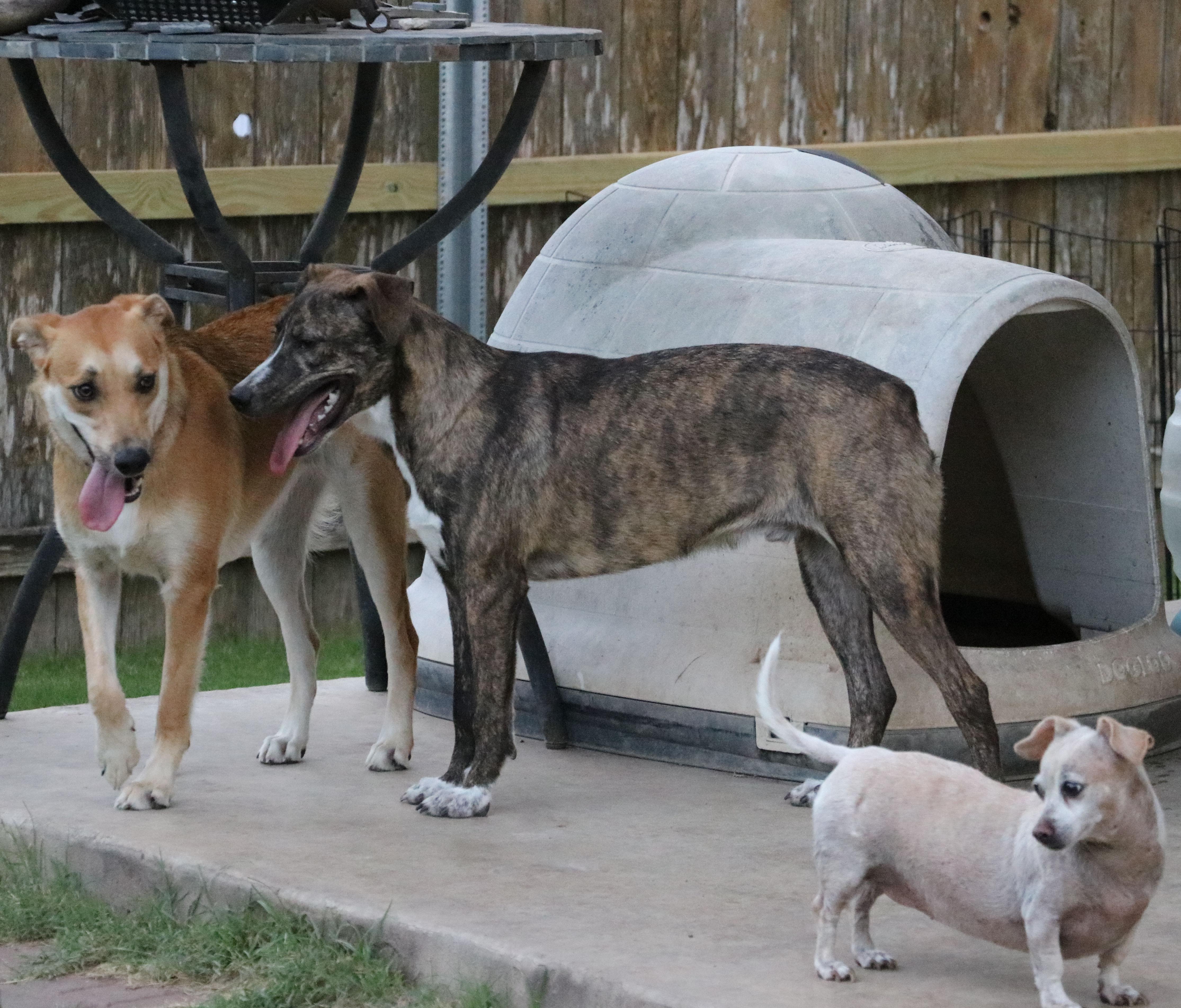 Enlarge Comet, a Adoptable mixed breed in Pflugerville, TX image 4/6