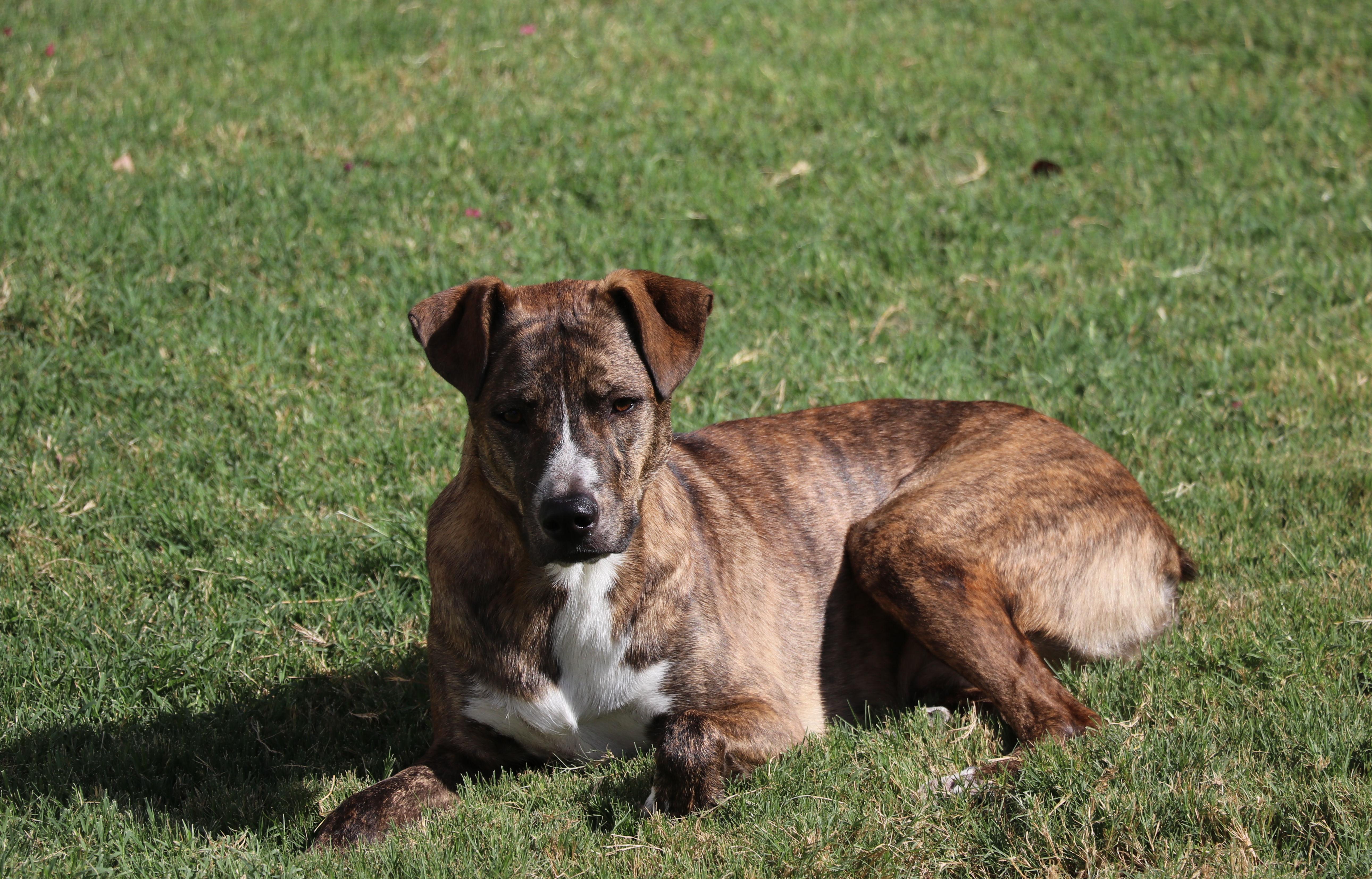 Enlarge Comet, a Adoptable mixed breed in Pflugerville, TX image 2/6