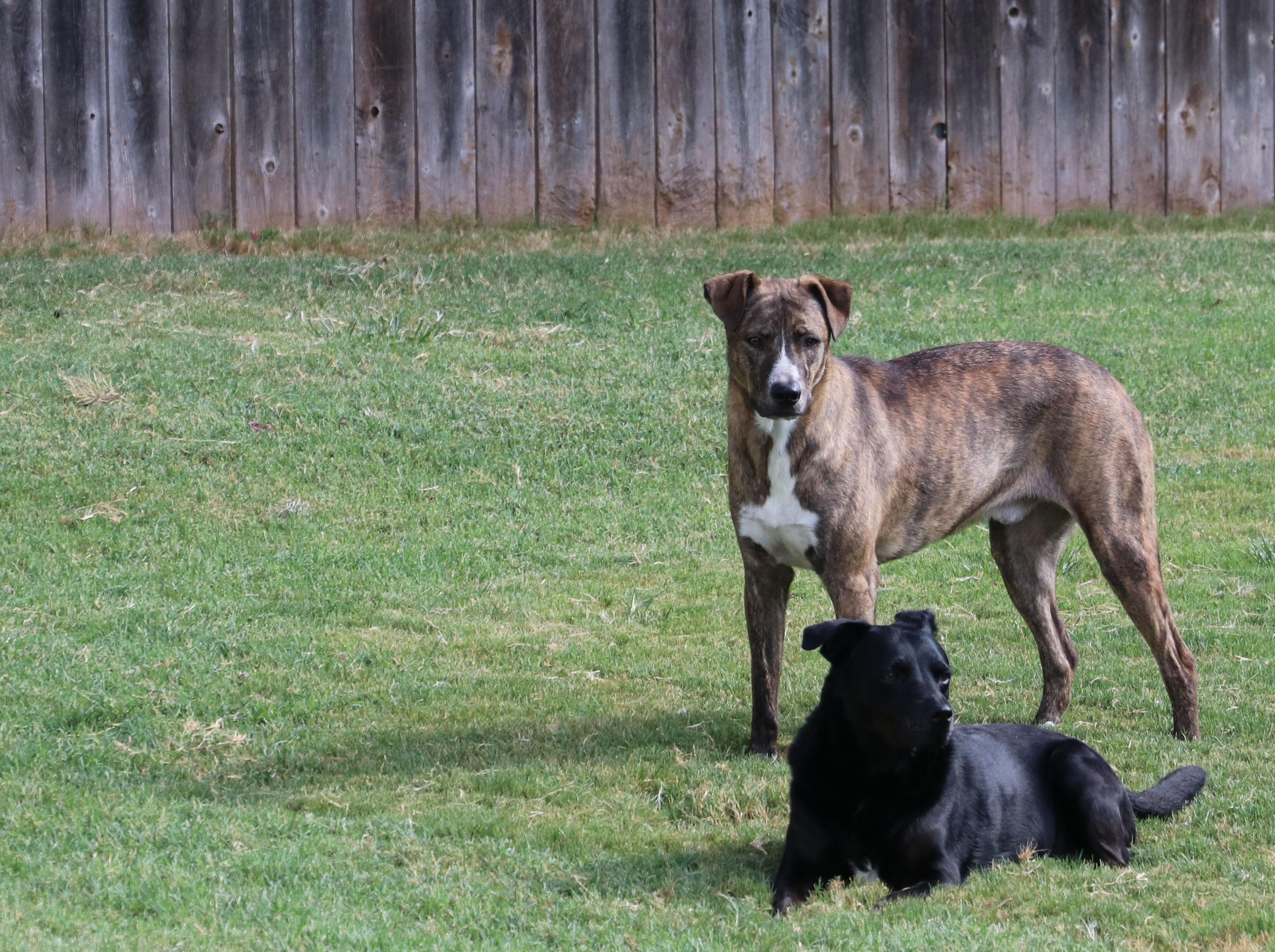 Enlarge Comet, a Adoptable mixed breed in Pflugerville, TX image 1/6