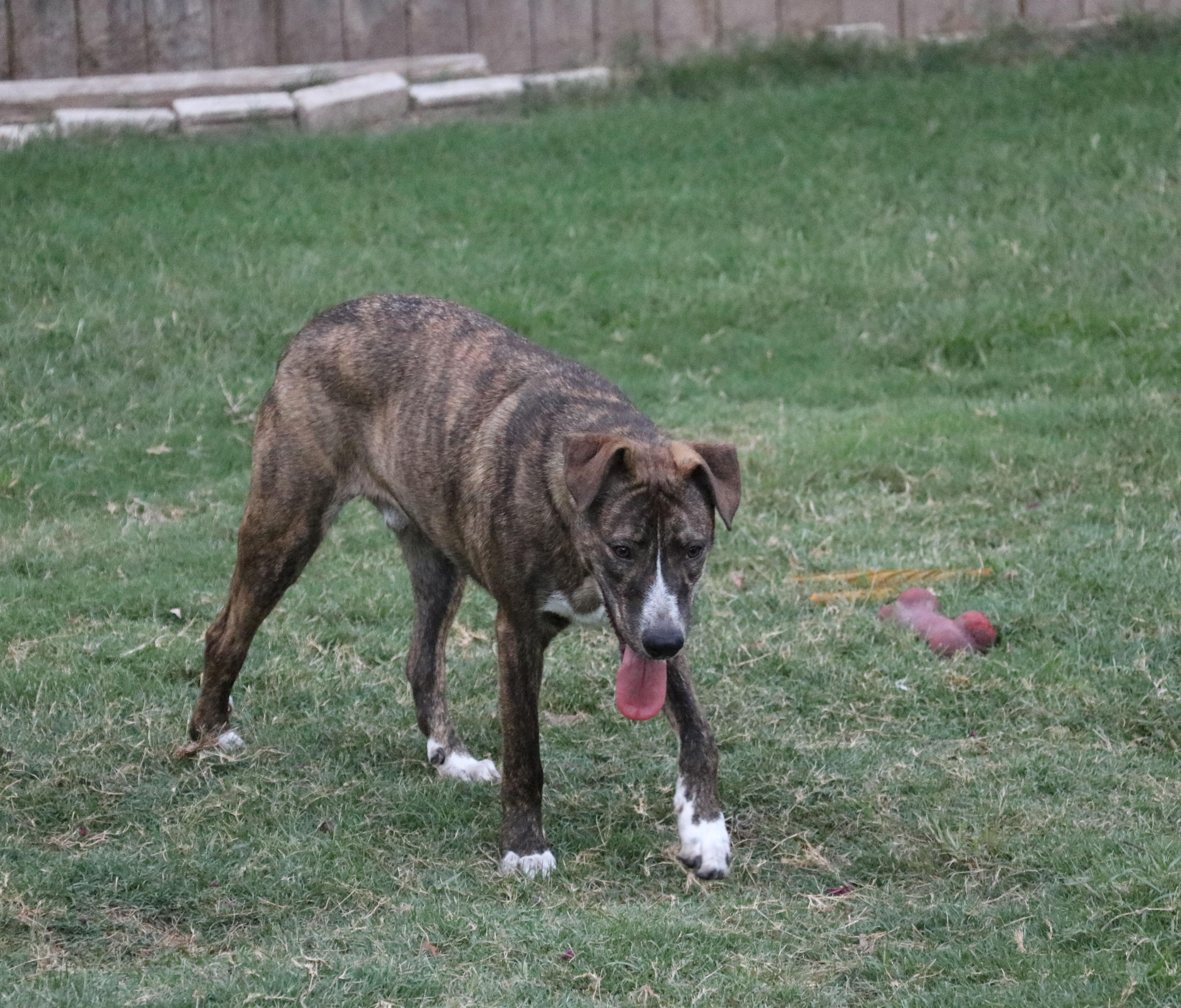 Enlarge Comet, a Adoptable mixed breed in Pflugerville, TX image 5/6