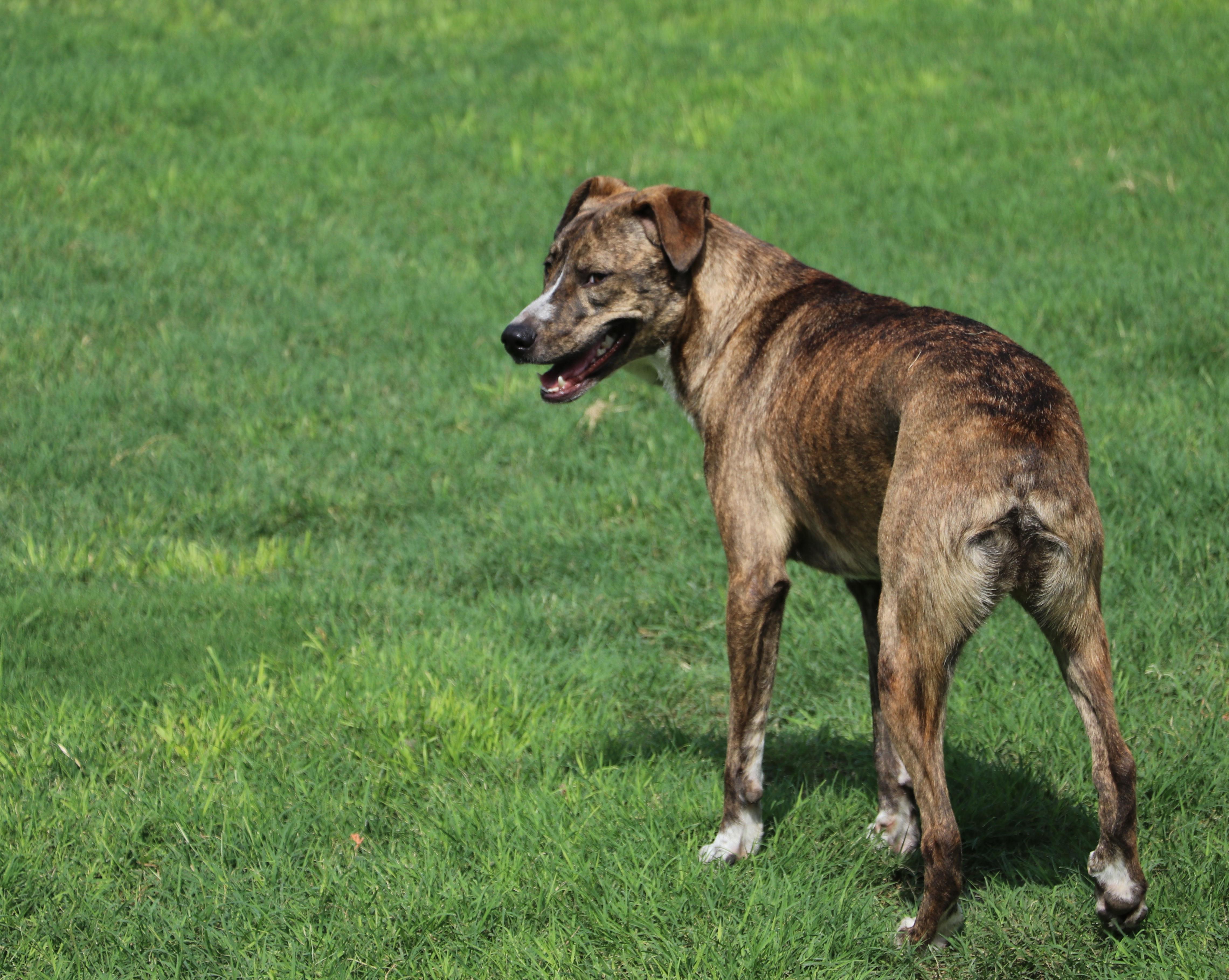 Enlarge Comet, a Adoptable mixed breed in Pflugerville, TX image 6/6