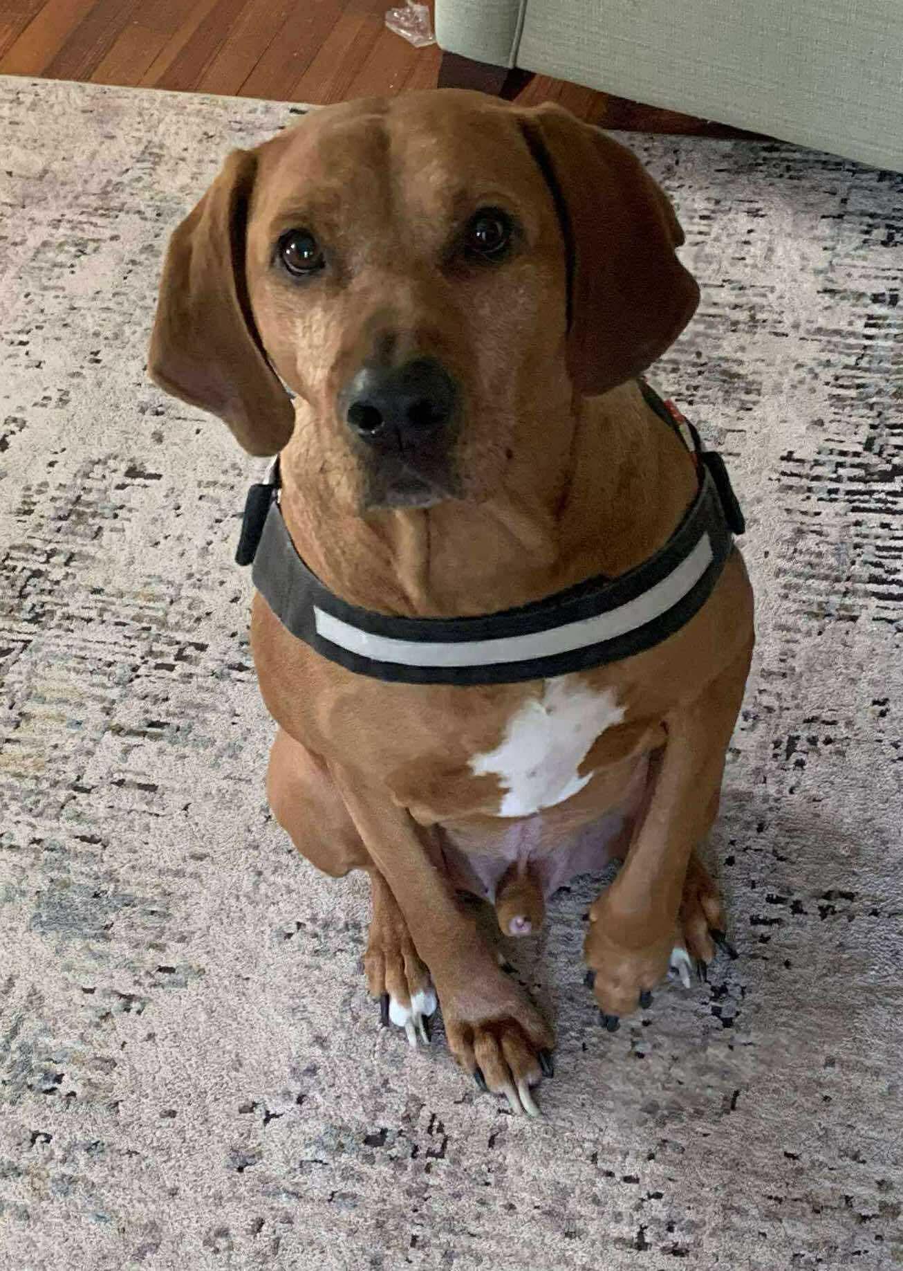 Red: "My Home to Yours", Adoptable, Adult Male Labrador Retriever & Hound.