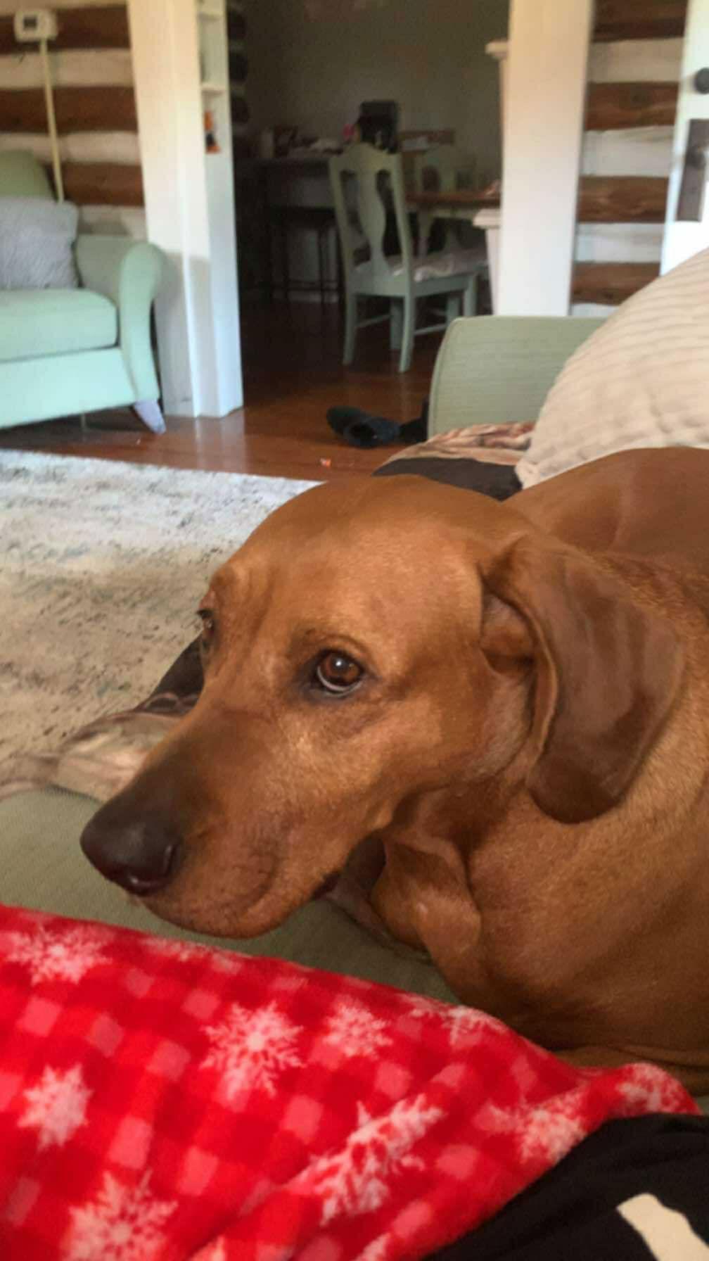 Enlarge Red: "My Home to Yours", a Adoptable mixed breed in Rustburg, VA image 2/3