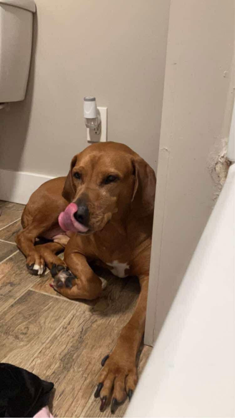 Enlarge Red: "My Home to Yours", a Adoptable mixed breed in Rustburg, VA image 3/3