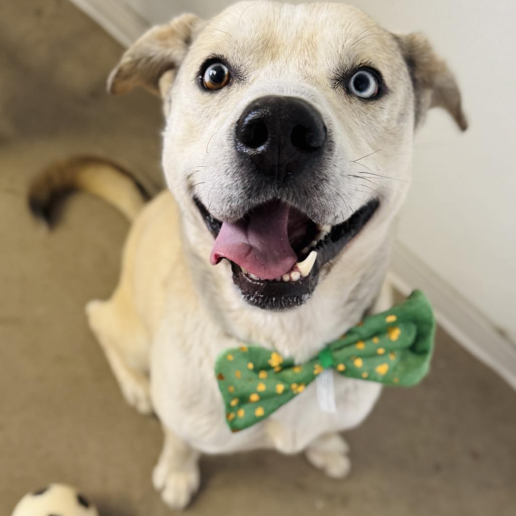Tristan, Adoptable, Adult Male Labrador Retriever & Siberian Husky.
