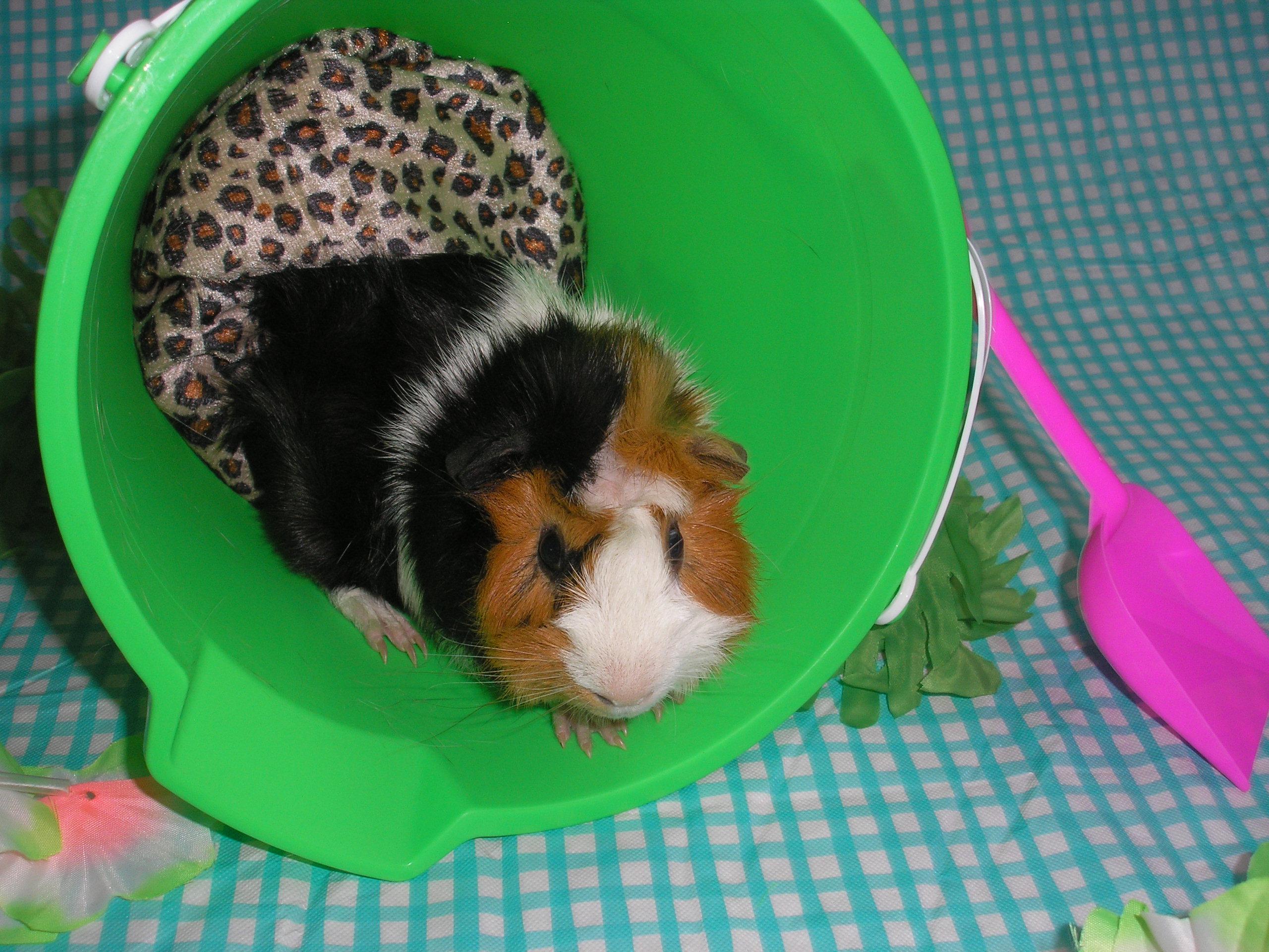 Percival, adoptable, Baby Male Guinea Pig & Abyssinian.