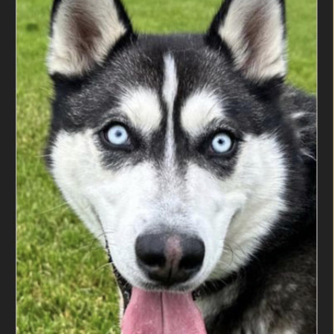 Sitka, a Adoptable Siberian Husky in Carbondale, CO image 1/2