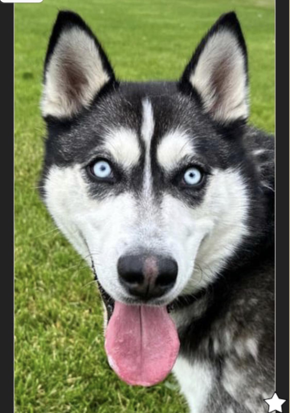 Sitka, a Adoptable Siberian Husky in Carbondale, CO image 2/2