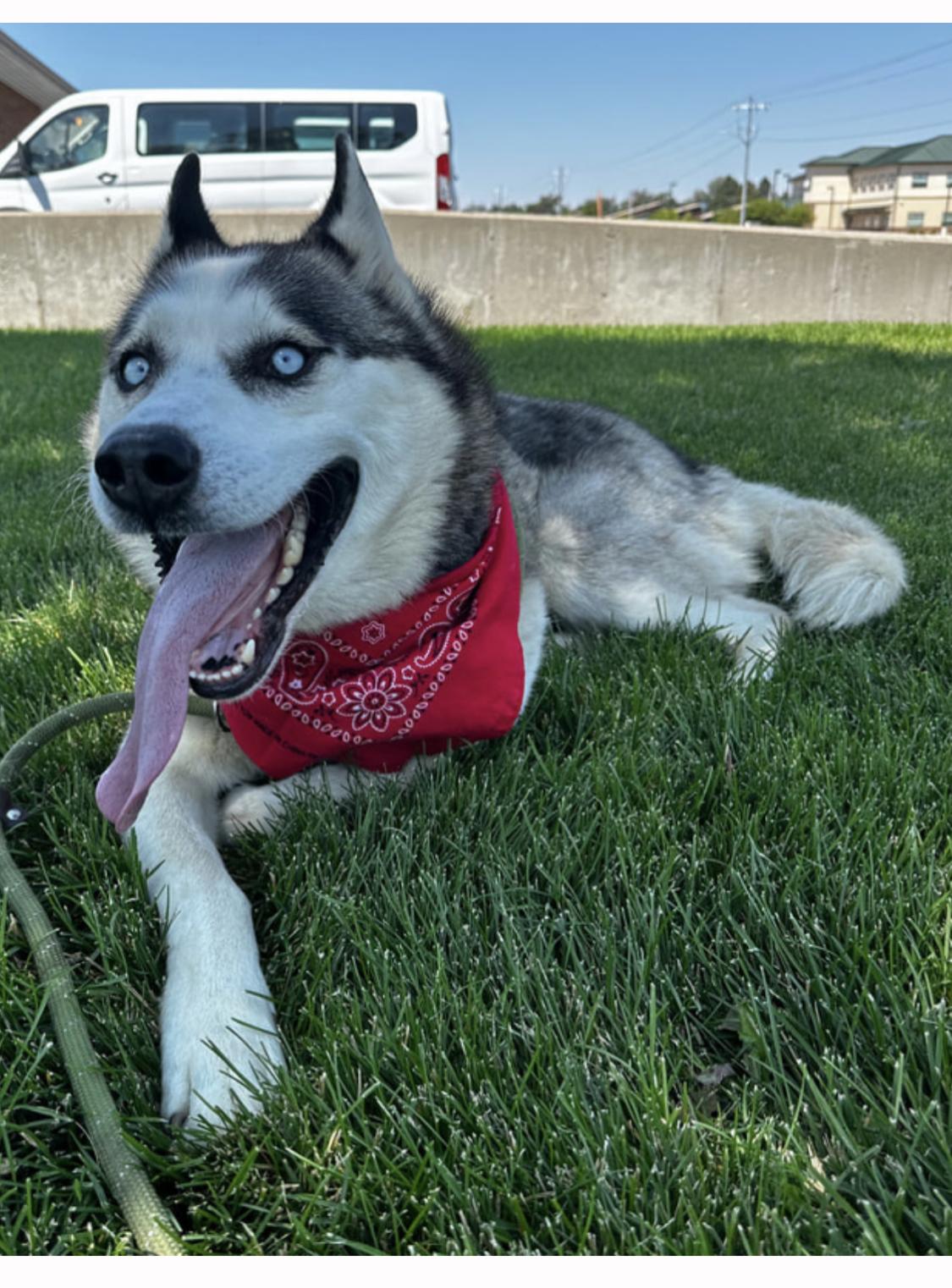 A Gentle Giant