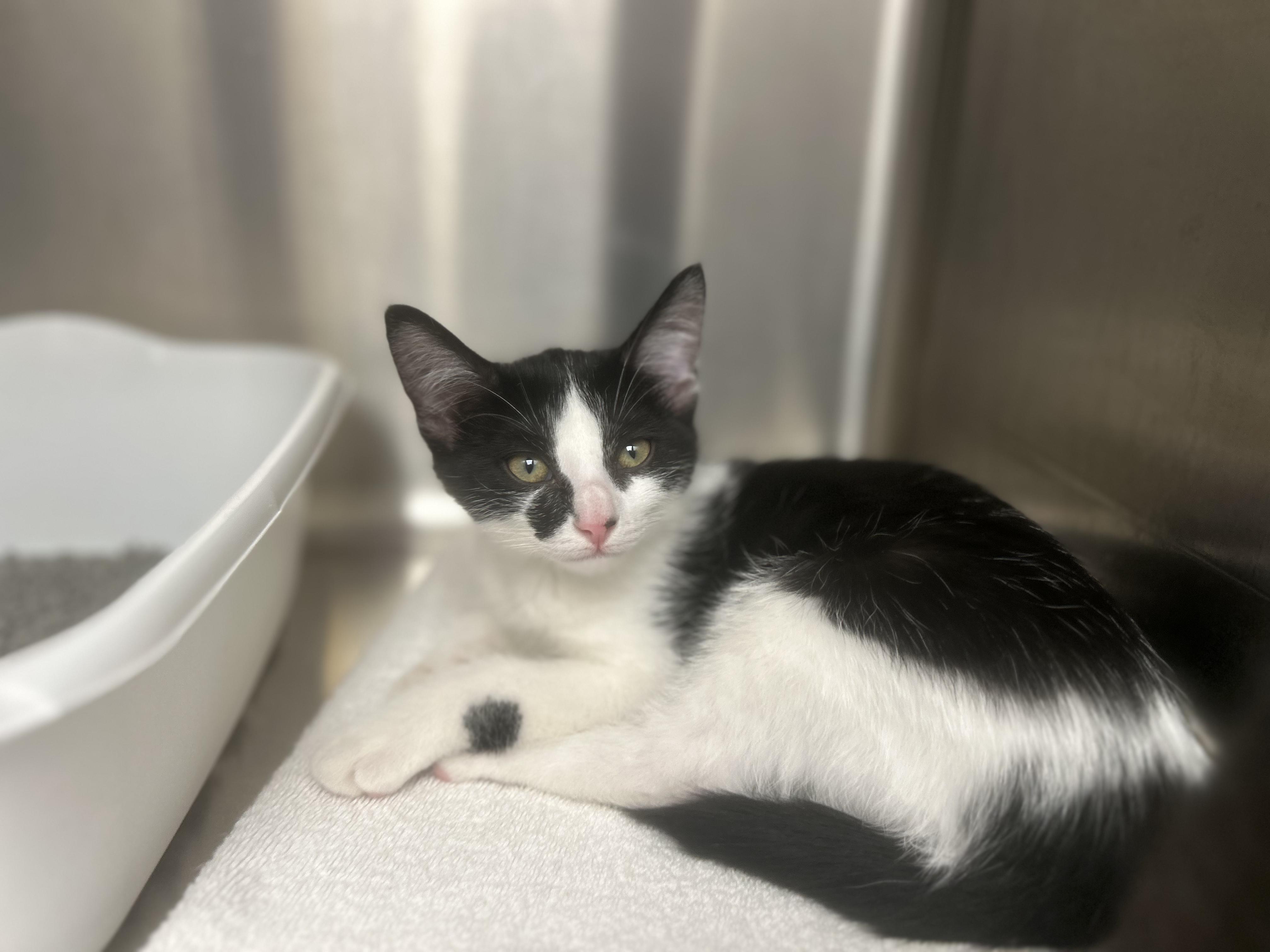 Sawyer Shrimp, a ADOPTABLE Domestic Short Hair in farmington, CT image 2/2