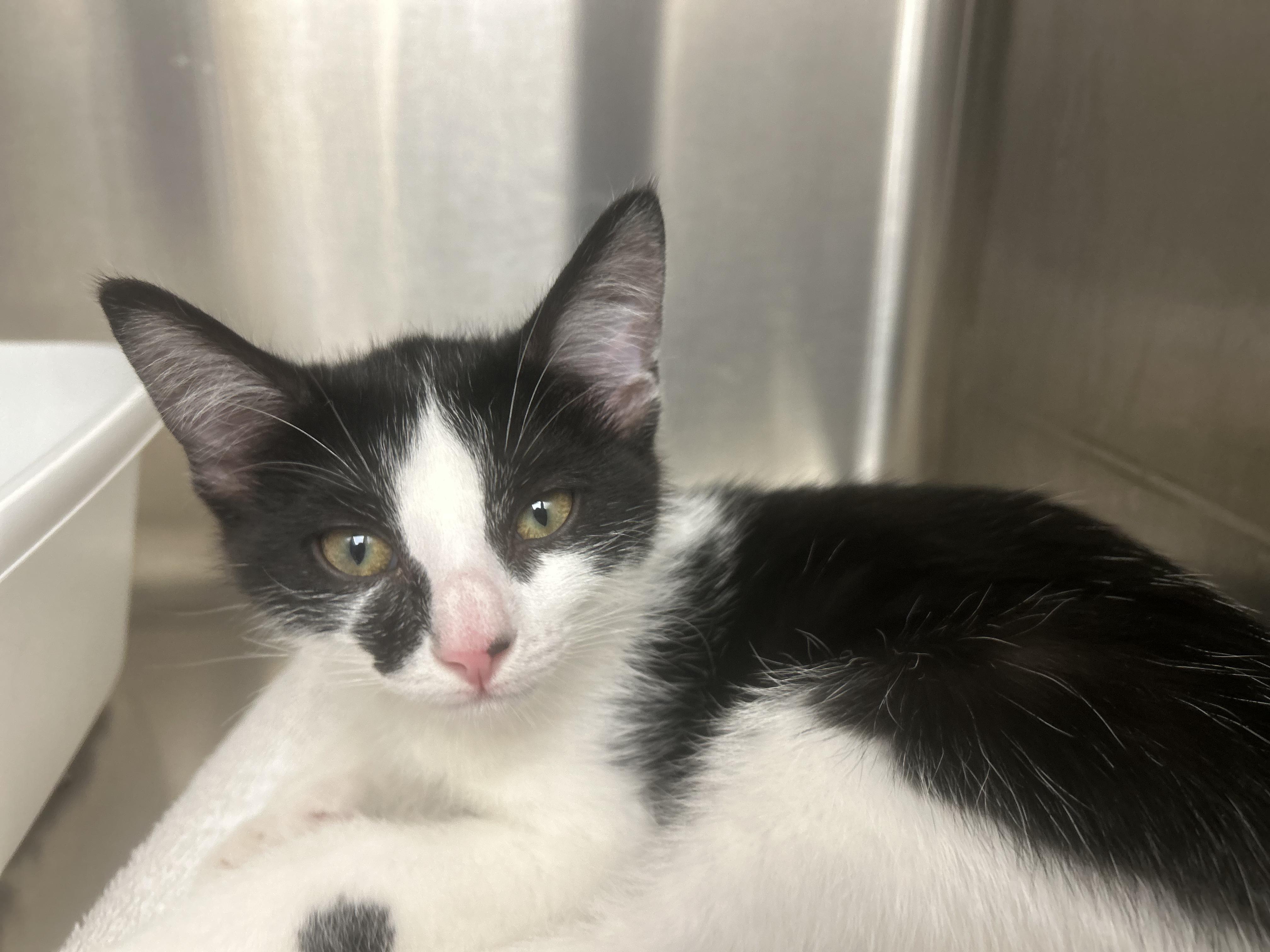 Sawyer Shrimp, ADOPTABLE, Kitten Female Domestic Short Hair.