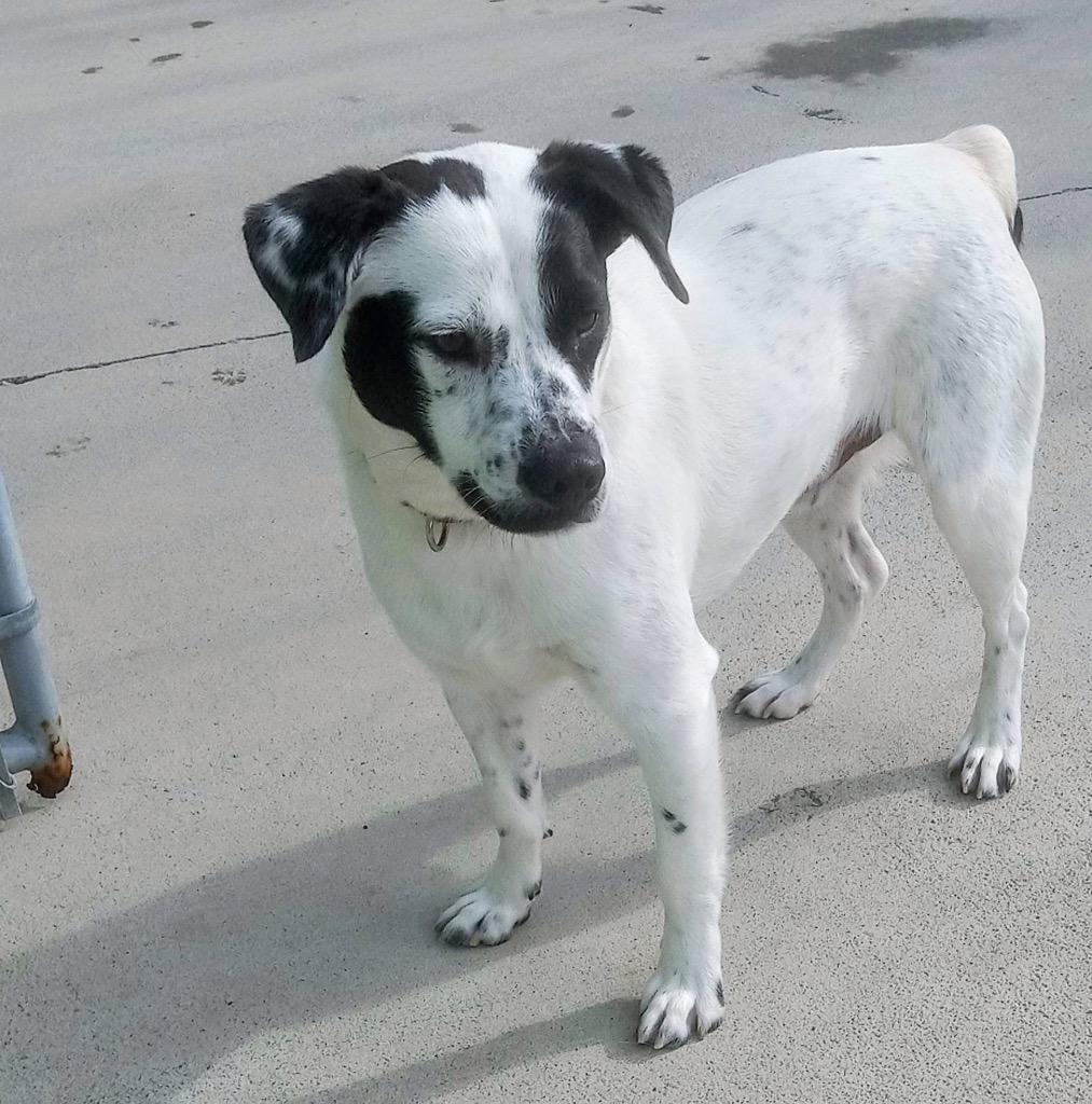 Dip, Adoptable, Young Male Australian Shepherd & Mixed Breed.