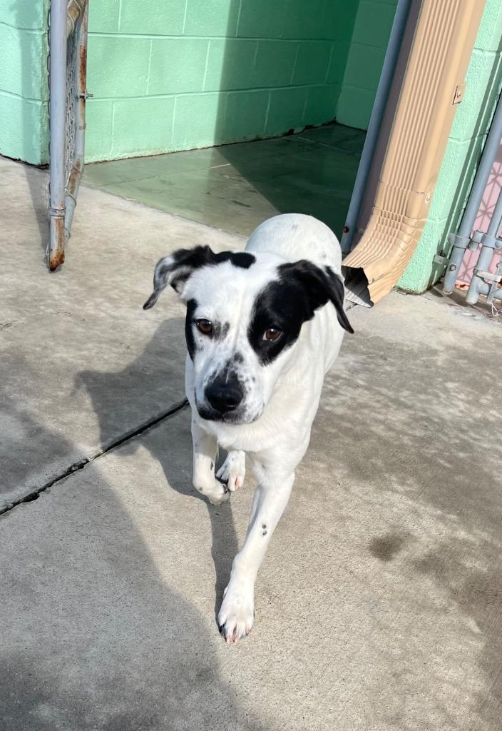 Enlarge Dip, a Adoptable mixed breed in Blountville, TN image 2/6