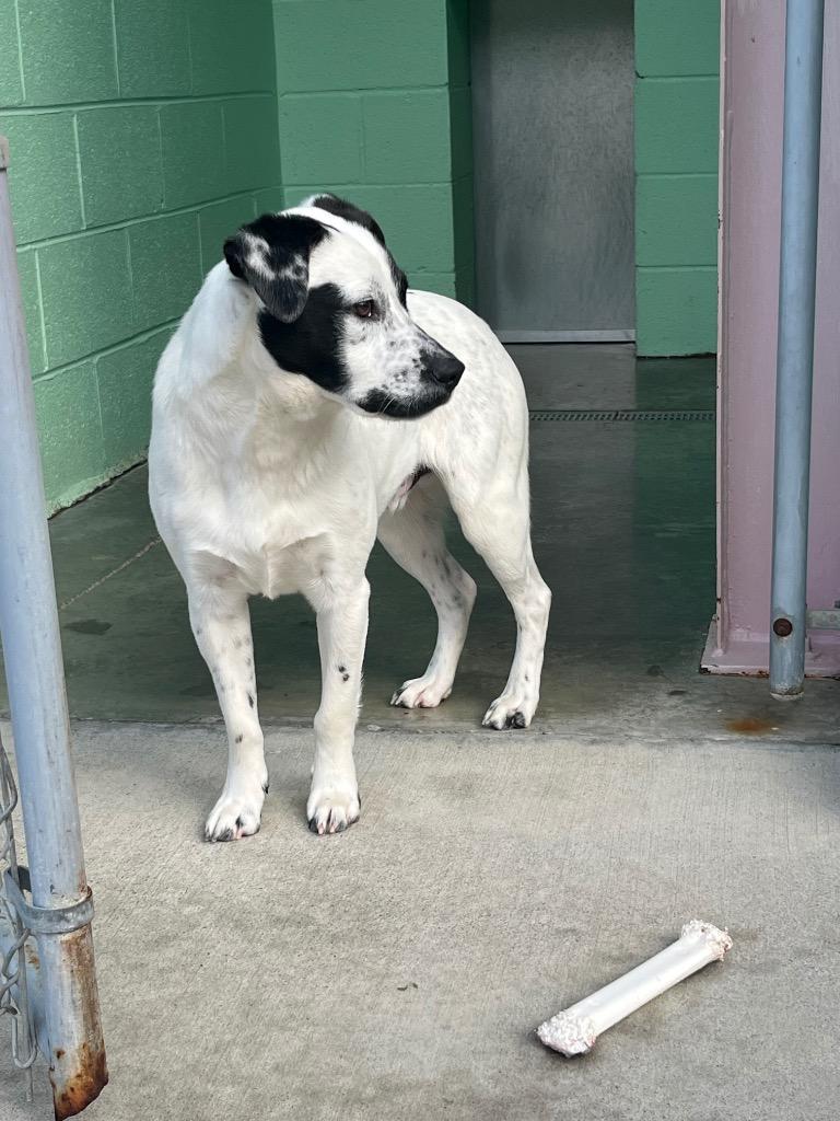 Enlarge Dip, a Adoptable mixed breed in Blountville, TN image 3/6