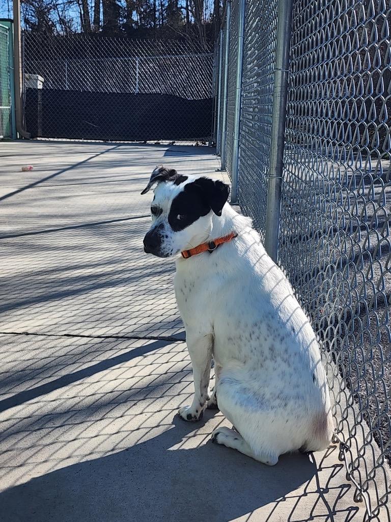 Enlarge Dip, a Adoptable mixed breed in Blountville, TN image 4/6