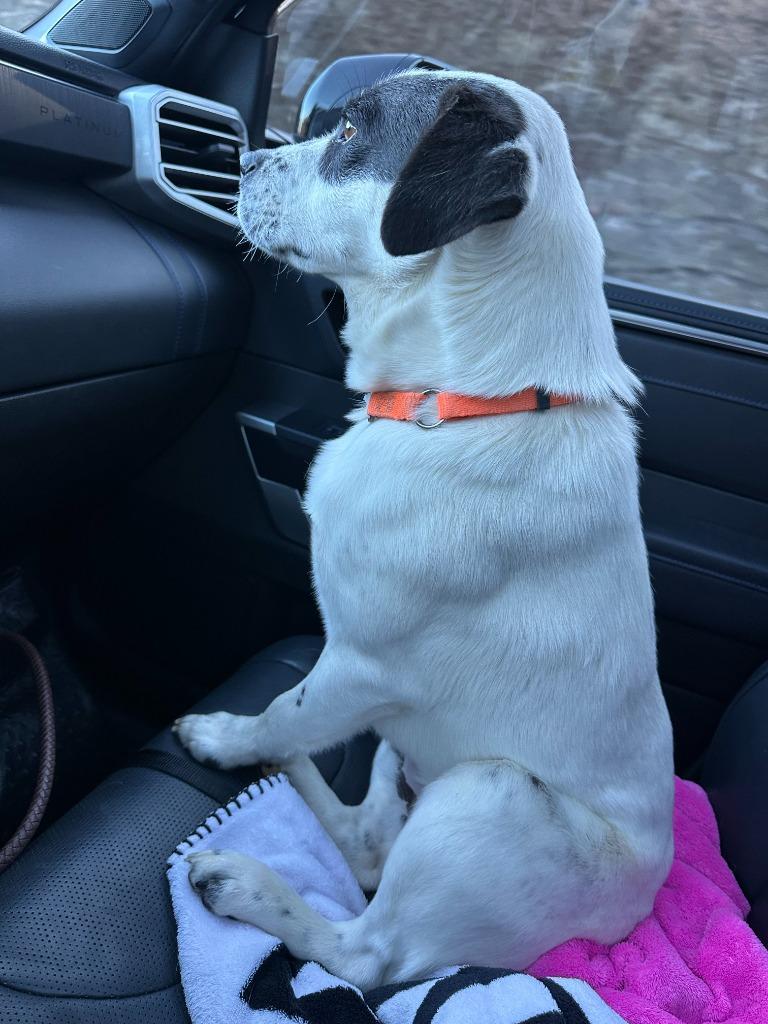 Enlarge Dip, a Adoptable mixed breed in Blountville, TN image 5/6