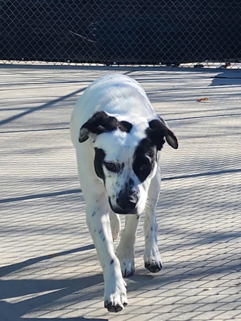 Enlarge Dip, a Adoptable mixed breed in Blountville, TN image 6/6