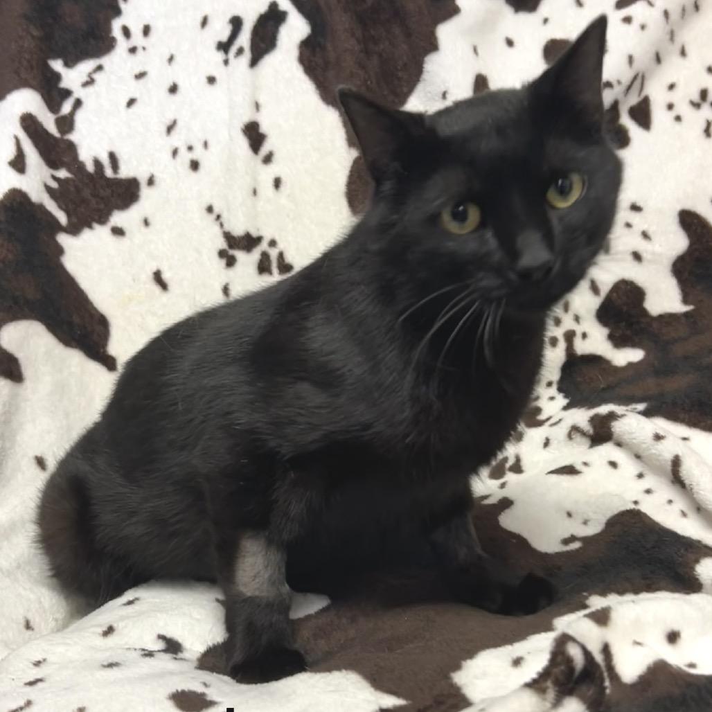 Enlarge Jaws, a Adoptable Domestic Short Hair in Shakopee, MN image 2/2