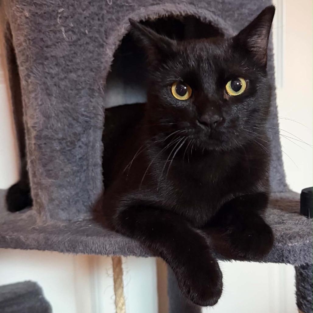 Jaws, Adoptable, Adult Male Domestic Short Hair.