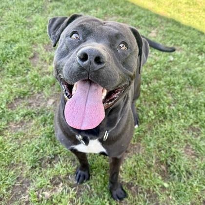 Enlarge Max, a ADOPTABLE mixed breed in Roseburg, OR image 1/1