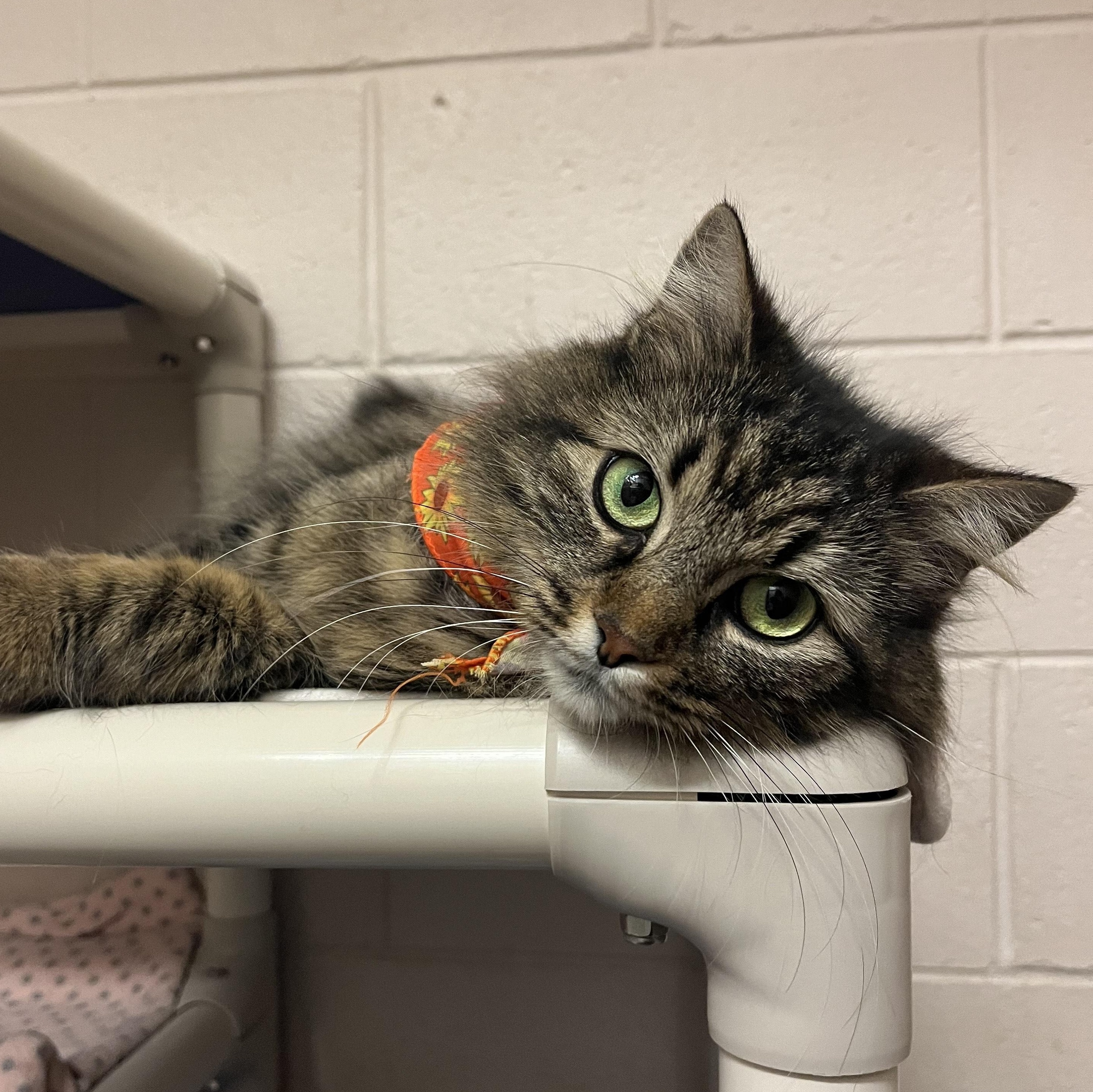 Jessie, a Adoptable Domestic Medium Hair in Bowmanville, ON image 2/4