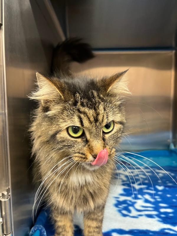 Jessie, a Adoptable Domestic Medium Hair in Bowmanville, ON image 4/4