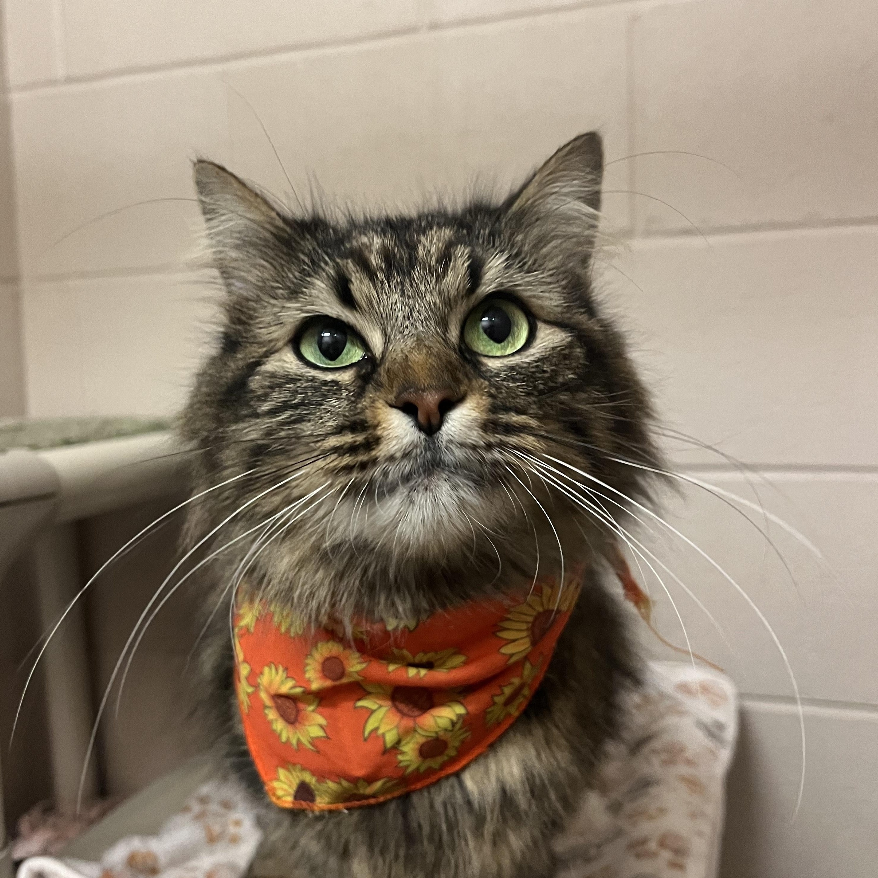 Jessie, Adoptable, Adult Female Domestic Medium Hair.