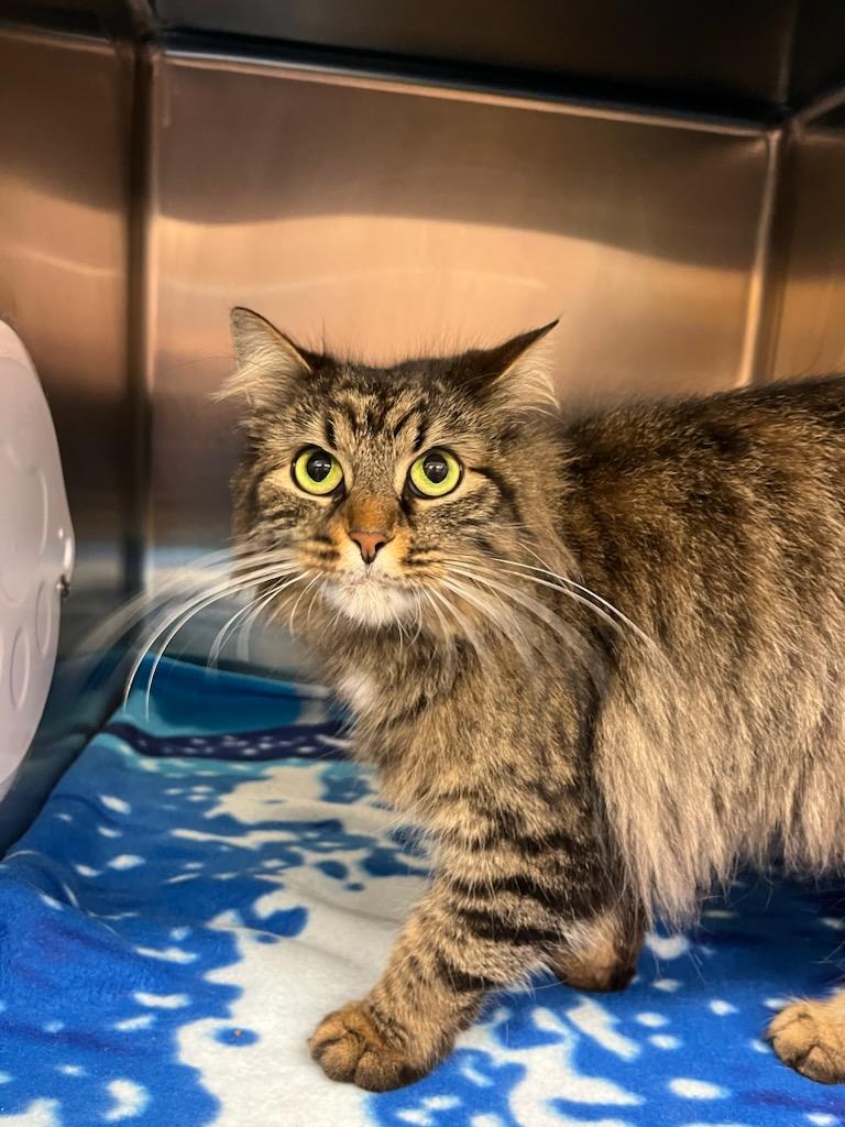 Jessie, a Adoptable Domestic Medium Hair in Bowmanville, ON image 3/4