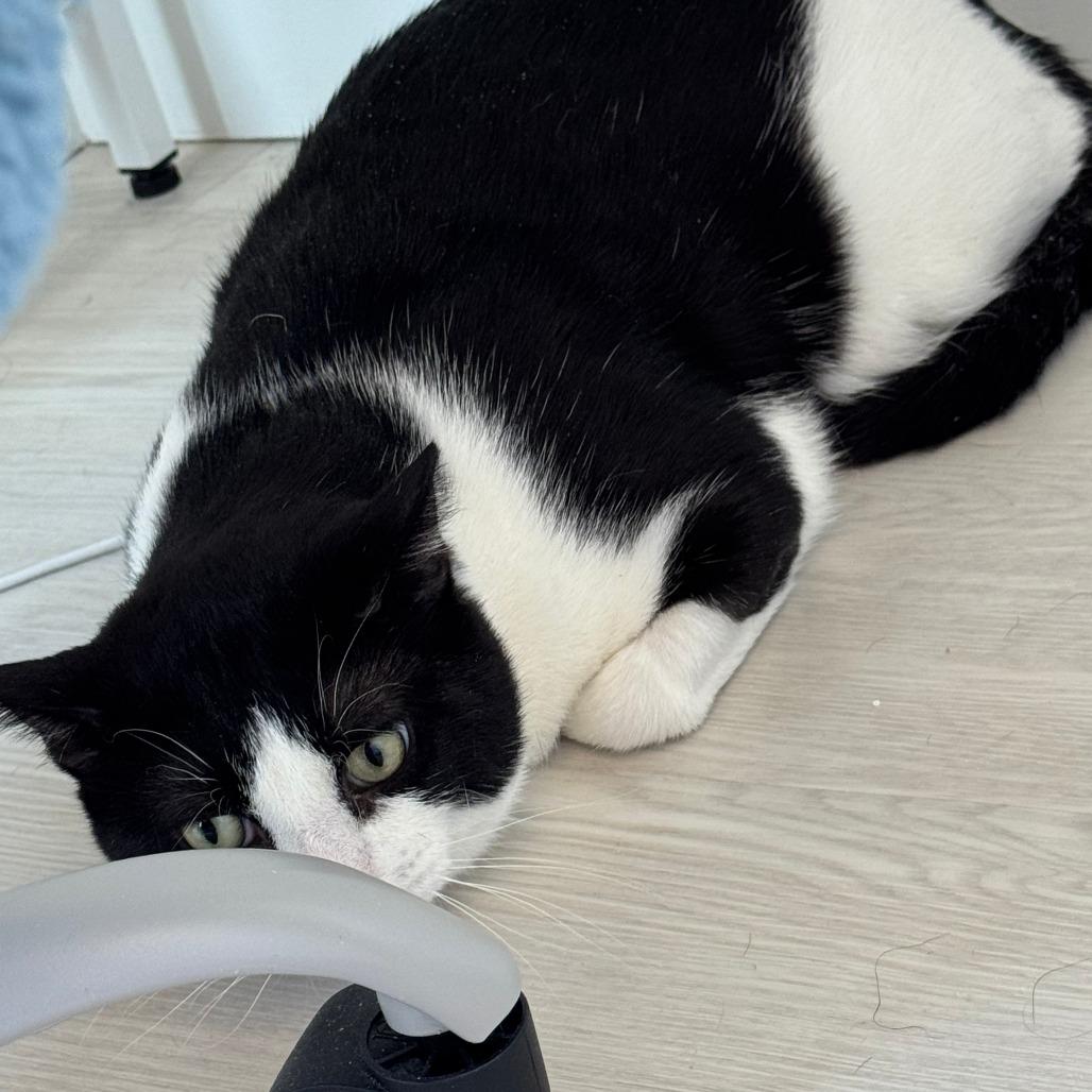 Enlarge Oscar the Great, a Adoptable Domestic Short Hair in New York, NY image 1/6