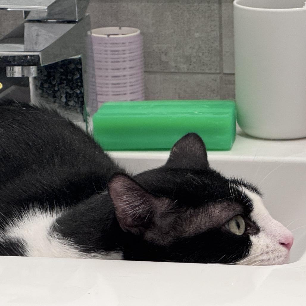 Enlarge Oscar the Great, a Adoptable Domestic Short Hair in New York, NY image 2/6