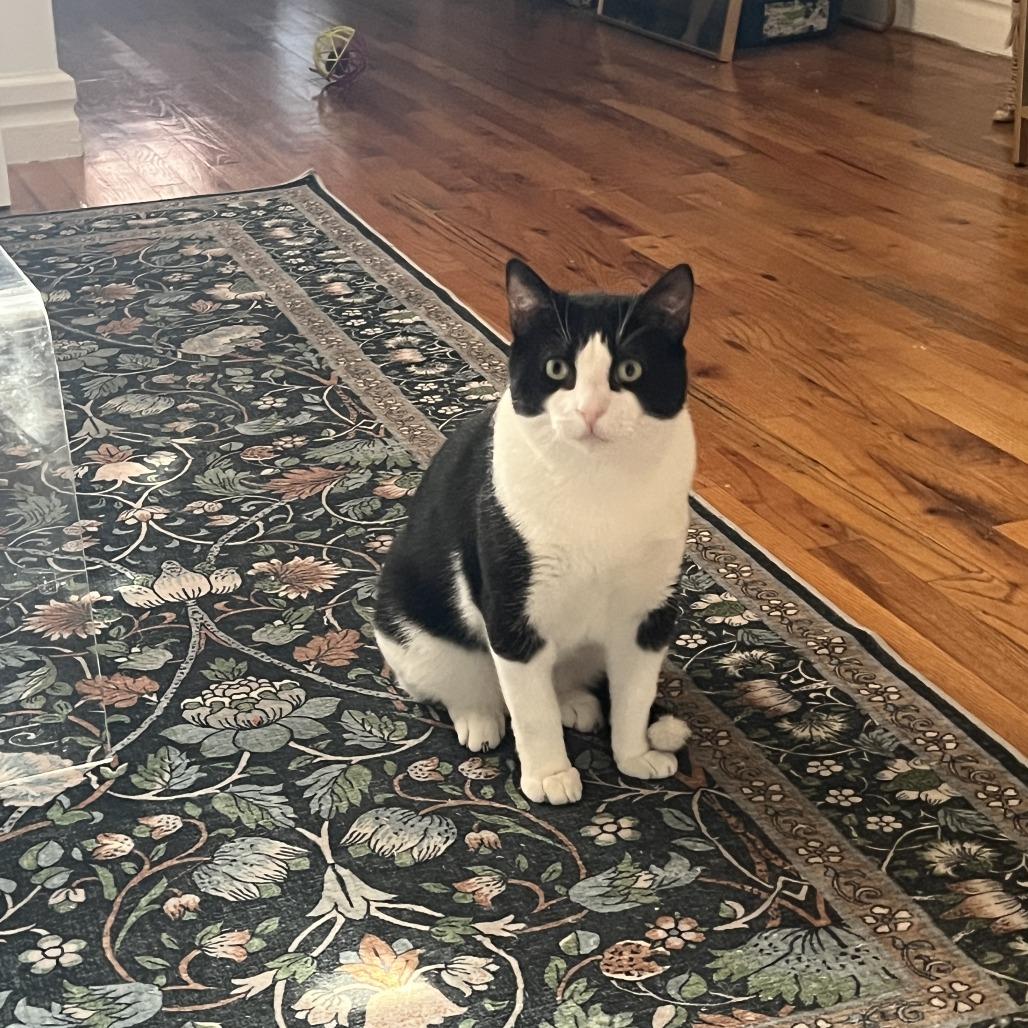 Enlarge Oscar the Great, a Adoptable Domestic Short Hair in New York, NY image 1/6