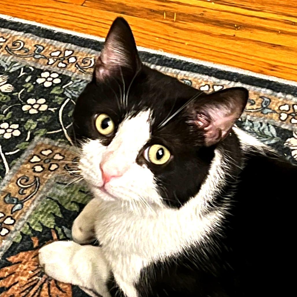 Enlarge Oscar the Great, a Adoptable Domestic Short Hair in New York, NY image 3/6