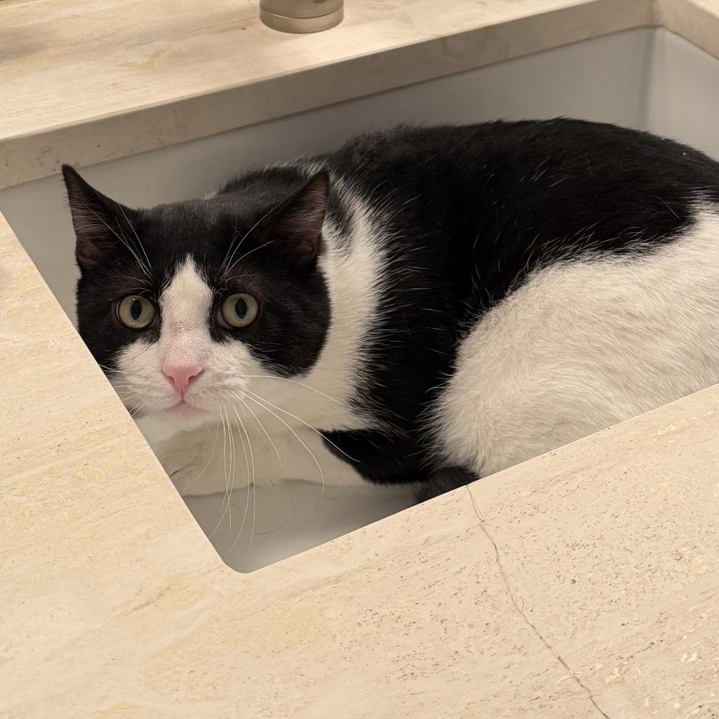 Enlarge Oscar the Great, a Adoptable Domestic Short Hair in New York, NY image 4/6