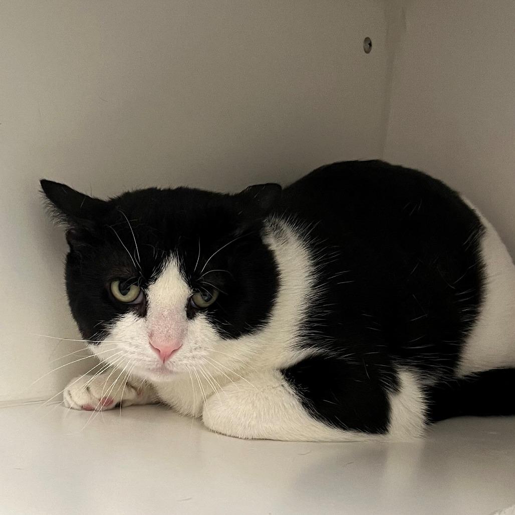 Enlarge Oscar the Great, a Adoptable Domestic Short Hair in New York, NY image 5/6