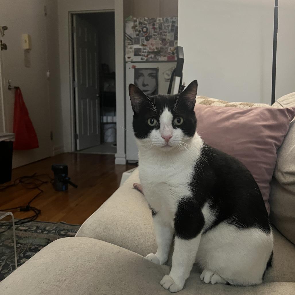 Enlarge Oscar the Great, a Adoptable Domestic Short Hair in New York, NY image 3/6