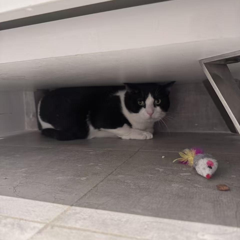 Enlarge Oscar the Great, a Adoptable Domestic Short Hair in New York, NY image 6/6