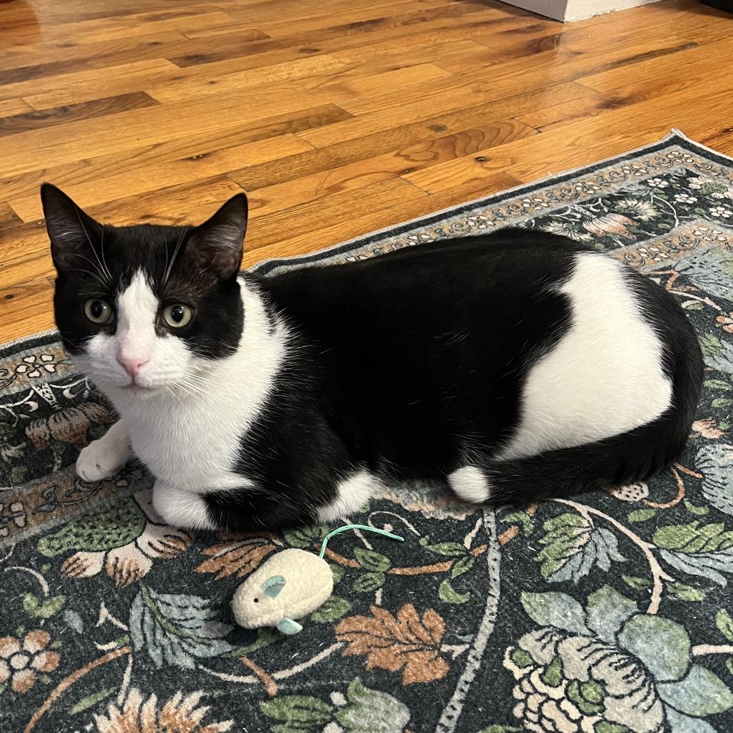 Enlarge Oscar the Great, a Adoptable Domestic Short Hair in New York, NY image 5/6